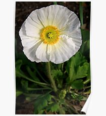 White Prickly Poppy Poster