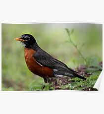 American Robin Poster