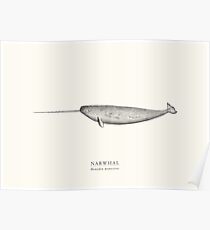 Narwhal Poster