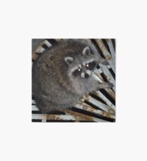 Raccoon Art Board