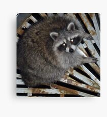 Raton laveur Impression sur toile