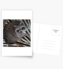 Raton laveur Cartes postales