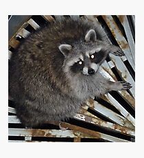 Raton laveur Impression photo