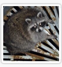 Raton laveur Sticker