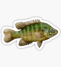 Sunfish Perch Sticker