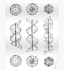 DNA-Helix-Konformation Poster