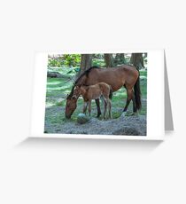Wild horses on Hawaii Greeting Card