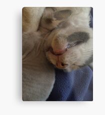 Kitty Teeth Metal Print