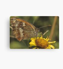 Gatekeeper (Pyronia tithonus) Canvas Print