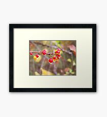 Oriental Bittersweet Framed Print