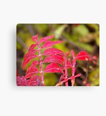Autmn's Palette Canvas Print