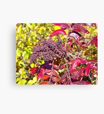 Autumn Sumac Canvas Print