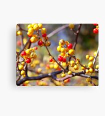 Oriental Bittersweet Canvas Print