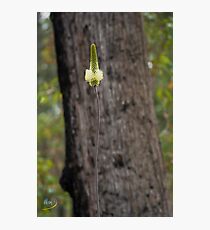 Sucess Photographic Print
