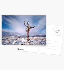 Rannoch moor tree Postcards