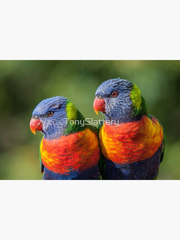 Rainbow Lorikeets by TonySlattery