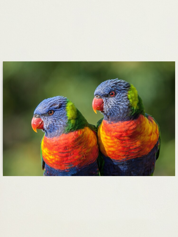Alternate view of Rainbow Lorikeets Photographic Print