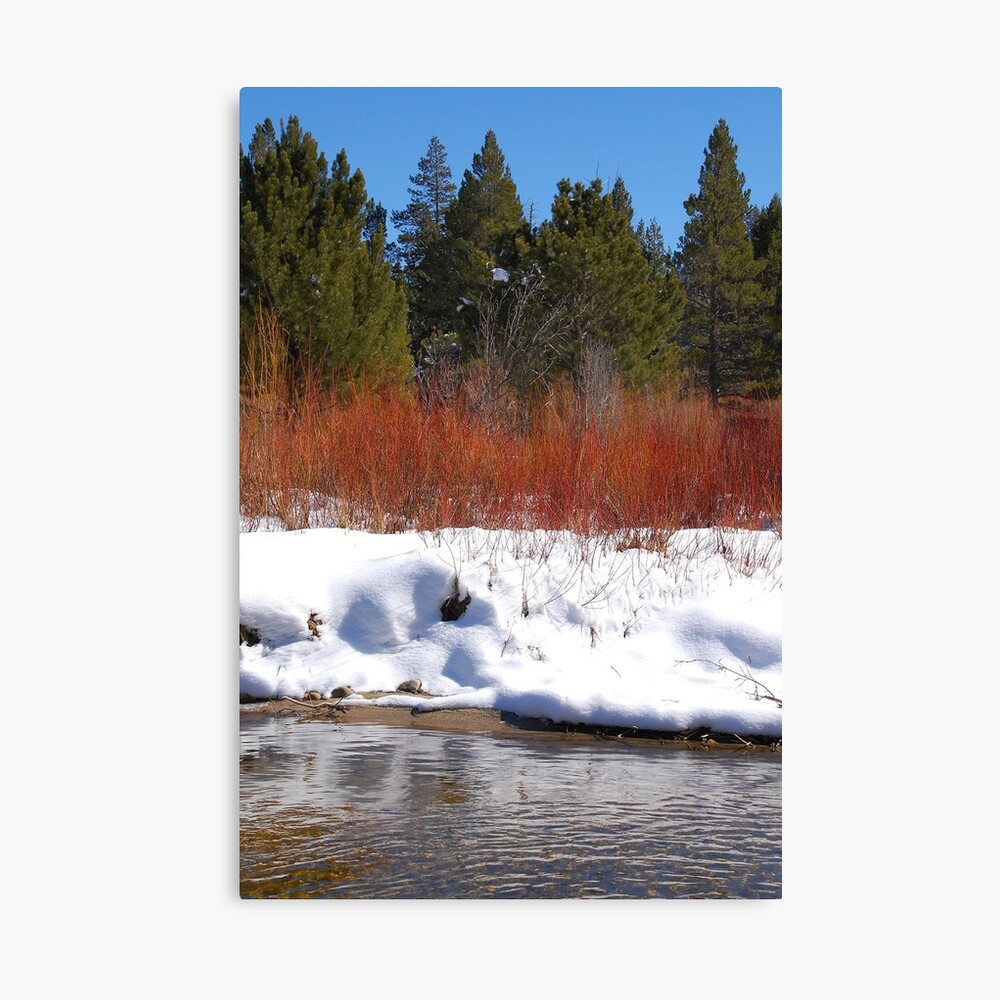 Brilliant Willow Canvas Print