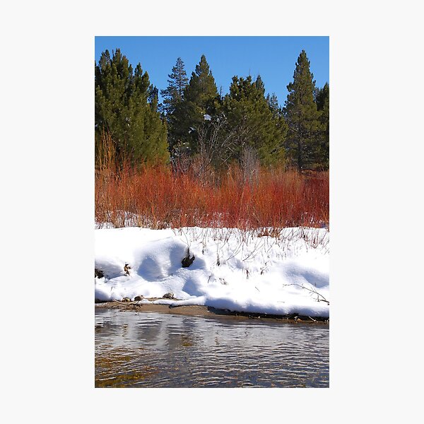 Brilliant Willow Photographic Print