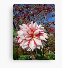 Red and white Dahlia w' crabapples Canvas Print