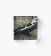 Turtles on Parade Acrylic Block
