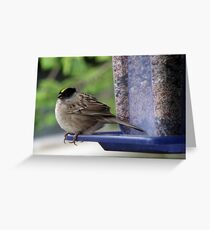 Wind-blown Golden-crowned Sparrow Greeting Card
