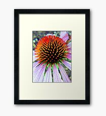 Echinacea Framed Print