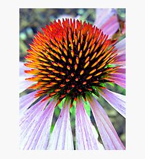Echinacea Fotodruck
