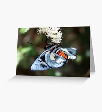 Regent Skipper Greeting Card