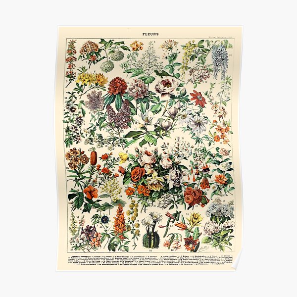 Vintage Botanical Wall Art Flower Poster Poster