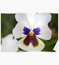 White Pansy Poster