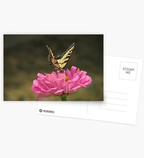 Swallowtail on a Zinnia Postcards