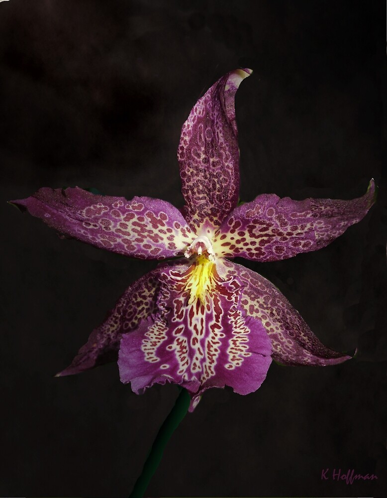 "Orchid Royale" by Hoffman Redbubble