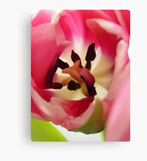 Pink Tulip Macro Canvas Print