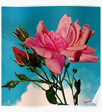Pink Rose Poster