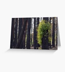 After the bushfires Greeting Card