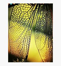 Wings Photographic Print