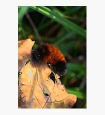 From a Bear to a Tiger! Photographic Print