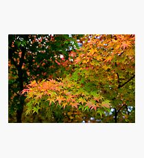 Gree Hands Photographic Print