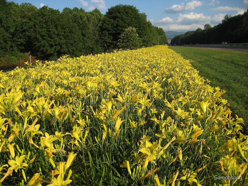 "Asheville, North Carolina roadside flowers" by Samohsong Redbubble