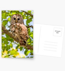 BARRED OWL Postcards
