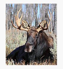 Sitting Bull. (Jackson Wyoming) Photographic Print