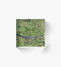 Alligator in the swamp with a big Smile! Acrylic Block