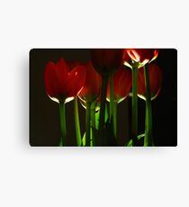 Strobe Tulips Canvas Print