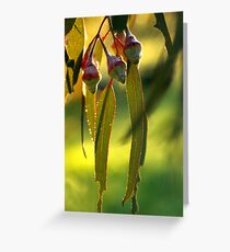 eucalypt Greeting Card