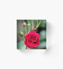 Large Red Rose in Full Bloom, with more on the way! Acrylic Block