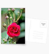 Large Red Rose in Full Bloom, with more on the way! Postcards