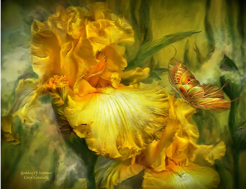"Iris Goddess Of Summer" by Carol Cavalaris Redbubble