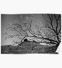 Graceful Solitude Poster