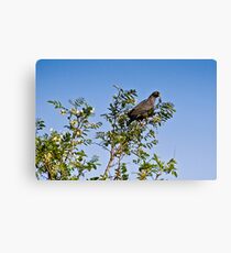 Rameron Pigeon Canvas Print